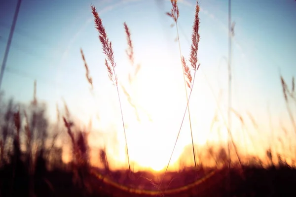 Cute autumn background with  dry grass — Stock Photo, Image