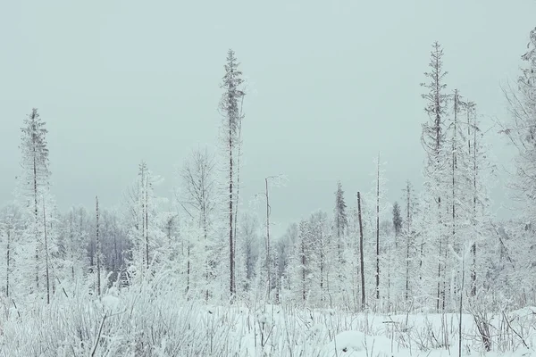 Сельский пейзаж Снежной зимы — стоковое фото