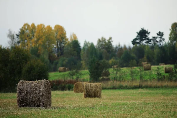 Paisagem de palheiros em um campo — Fotografia de Stock