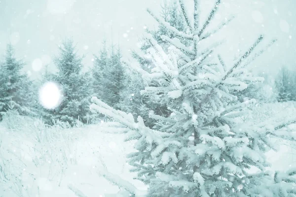 Christmas landscape with young fir trees — Stock Photo, Image