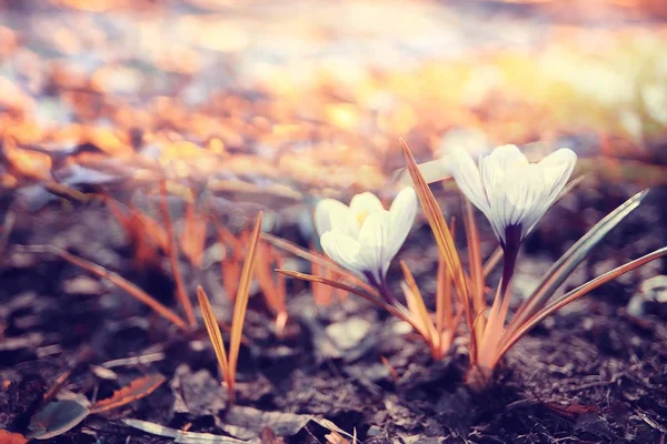 Весняні квіти під сонячним світлом — стокове фото