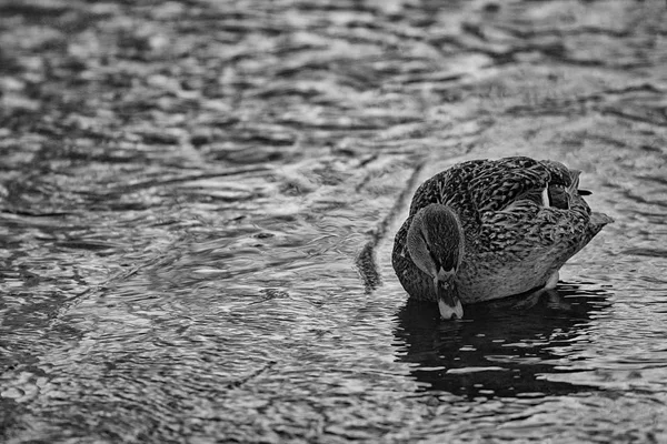 Oiseau à l'étang d'hiver — Photo