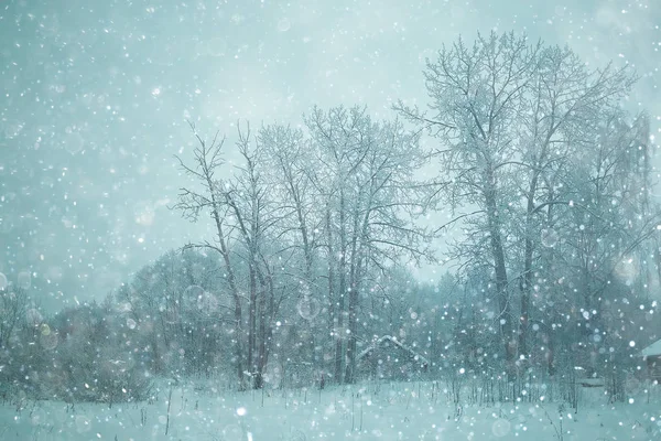 Замороженный зимний лес — стоковое фото