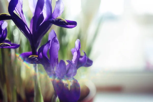 Spring bouquet of violet flowers — Stock Photo, Image