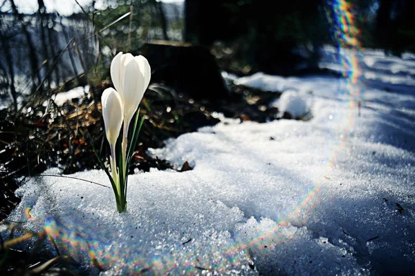 White crocus flowers — Stock Photo, Image