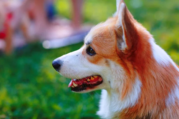 Pequeño perro jugando en parque — Foto de Stock