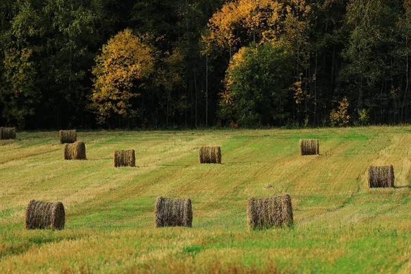 フィールドで干し草の山の風景 — ストック写真