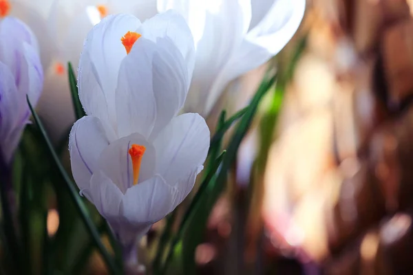 White crocus flowers — Stock Photo, Image