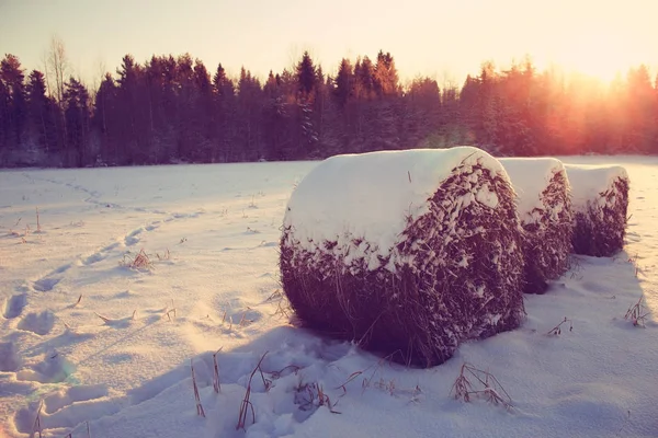 Mrazivý zimní ráno příroda — Stock fotografie