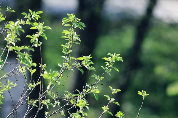 Jonge groene bladeren — Stockfoto