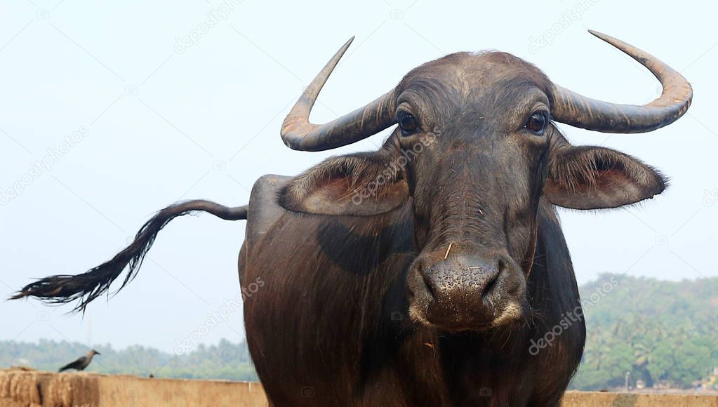  domestic Asian water buffalo