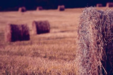 bir alandaki haystacks peyzaj