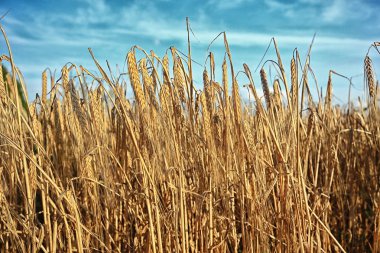 Sonbahar manzara bulanık