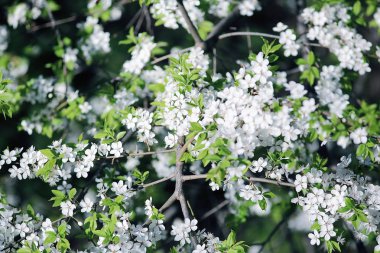 kiraz çiçek çiçeklenme