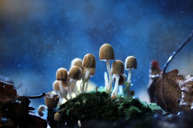 Zehirli mantar mantarı grup