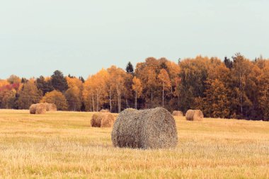 bir alandaki haystacks peyzaj