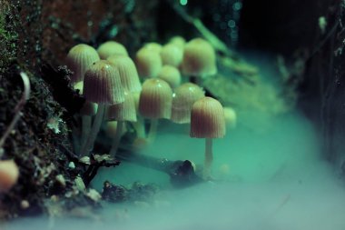 Zehirli mantar mantarı grup