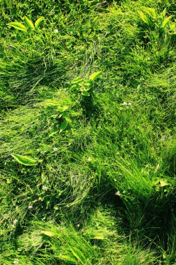 Taze Bahar Yeşil Çim