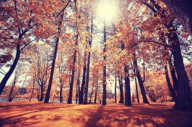 Şehir parkında sonbahar