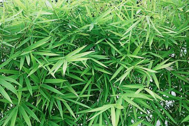 Taze Bahar Yeşil Çim