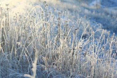 taze kar kış orman