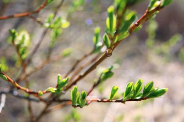Genç yeşil yaprakları 