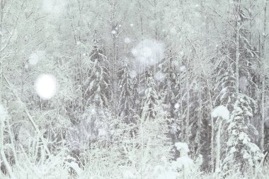 arka plan kış orman 