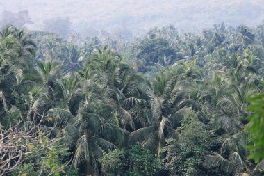 Yeşil palmiye orman