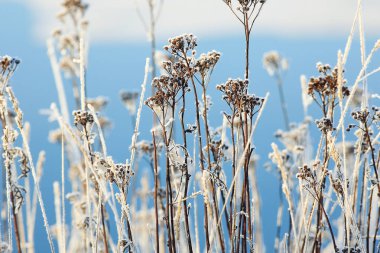 taze kar kış orman