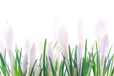 beyaz kır çiçekleri