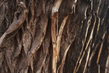 ahşap kalasların dokusu