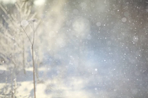 Paisaje de invierno con copos de nieve —  Fotos de Stock