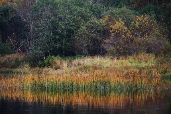 Herbst Wald Flusslandschaft — Stockfoto