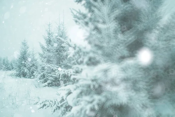 Winterbäume im Wald zur Weihnachtszeit — Stockfoto