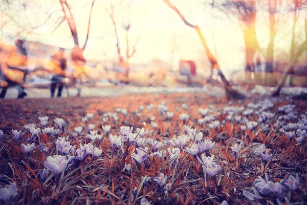 Fiori di primavera sotto la luce del sole — Foto Stock