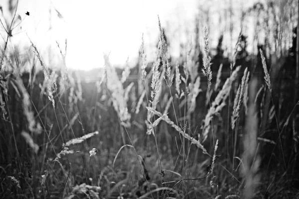 Leuke herfst achtergrond met droog gras — Stockfoto
