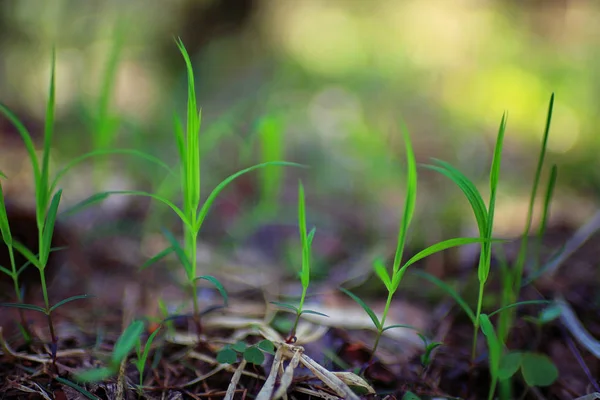 Зелені пагони молодої трави — стокове фото