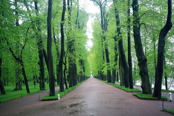 Alley in spring park — Stock Photo, Image