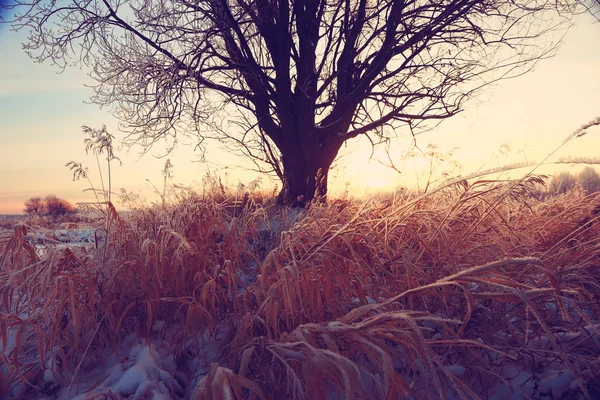 Verbazingwekkende winterlandschap — Stockfoto