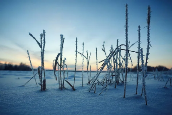 冬季雪景 — 图库照片