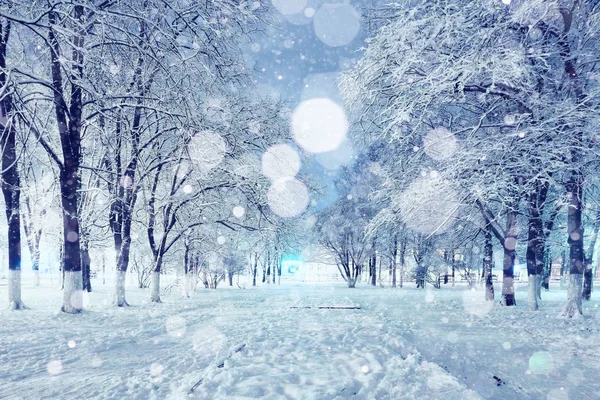 Vinterparken med snöflingor — Stockfoto