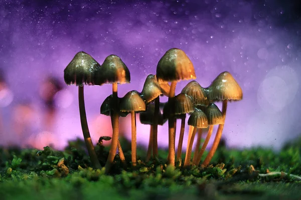 Piccoli funghi velenosi — Foto Stock