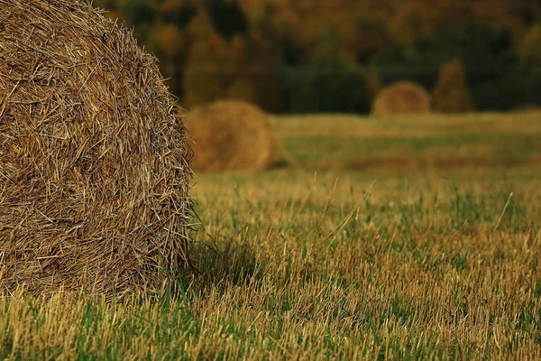 Paesaggio di pagliai in un campo — Foto Stock