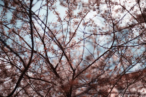 Brotes y hojas en una rama de árbol —  Fotos de Stock