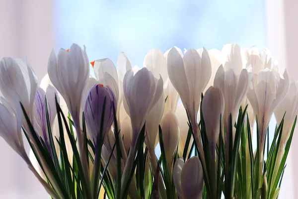 Крокус білі квіти — стокове фото