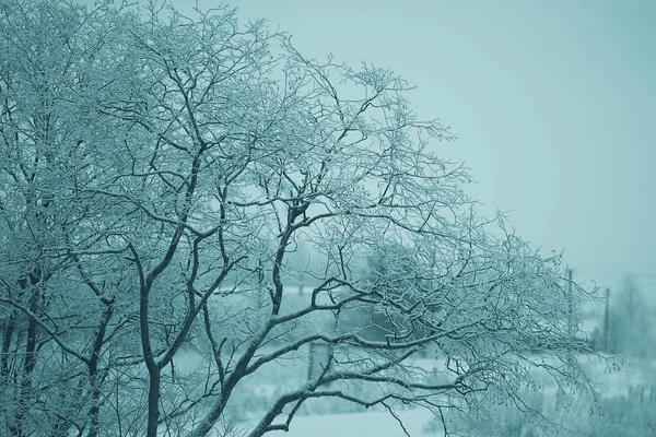 나무와 서리가 내린 풍경 — 스톡 사진