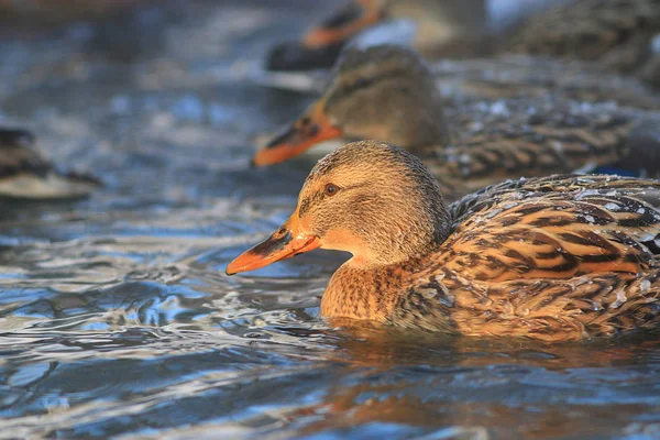Patos nadando en estanque de invierno —  Fotos de Stock