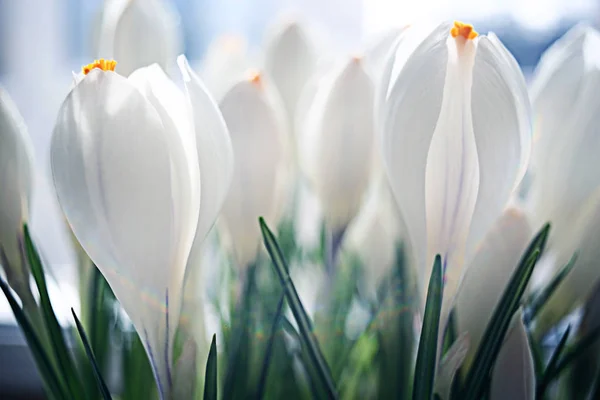 Blomkål — Stockfoto