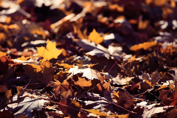 Fallen yellow leaves — Stock Photo, Image