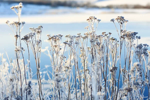 Nysnö i vinter skog — Stockfoto